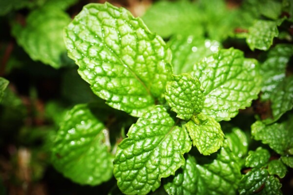 Green mint leaves