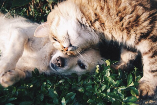 a dog and cat cuddling in the grass