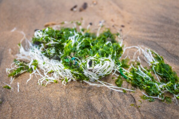 Green algae on a sandy beach
