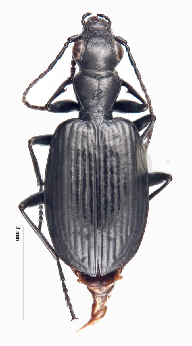 Actenonyx aotearoa Kavanaugh