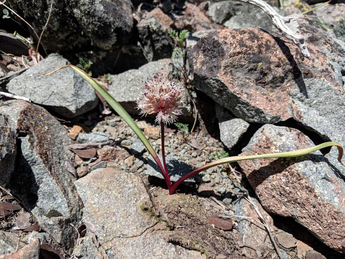 Minnesota Mountain Onion.