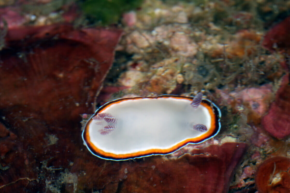 Aea slug Goniobranchus fabulus.