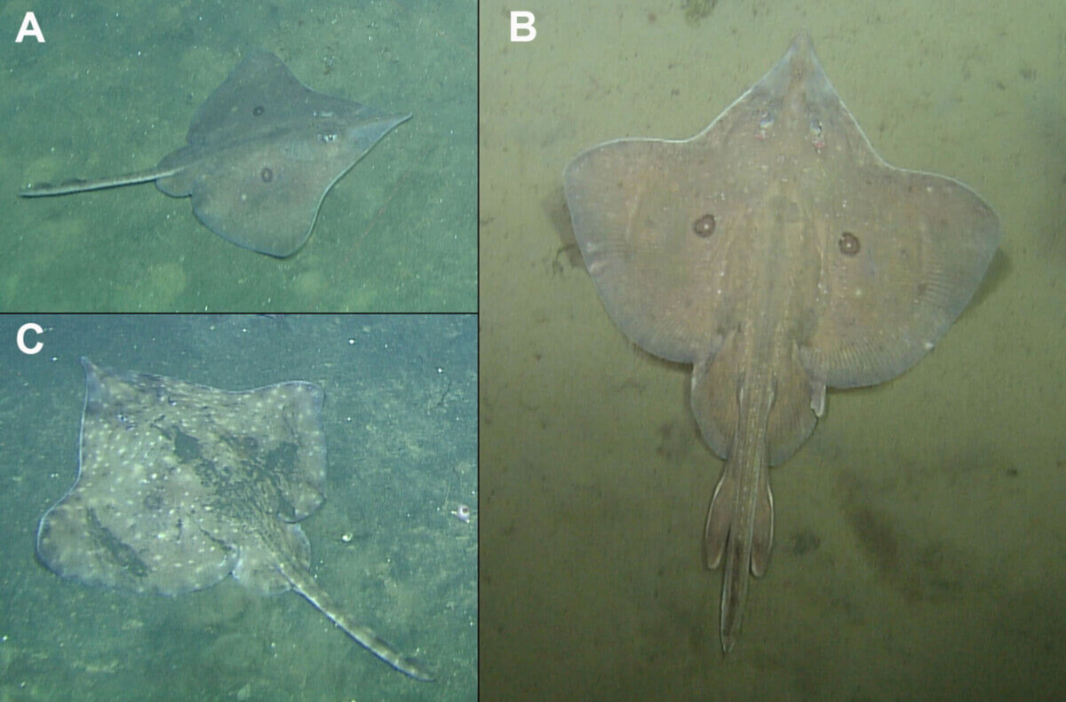 Caliraja a new genus of skates.