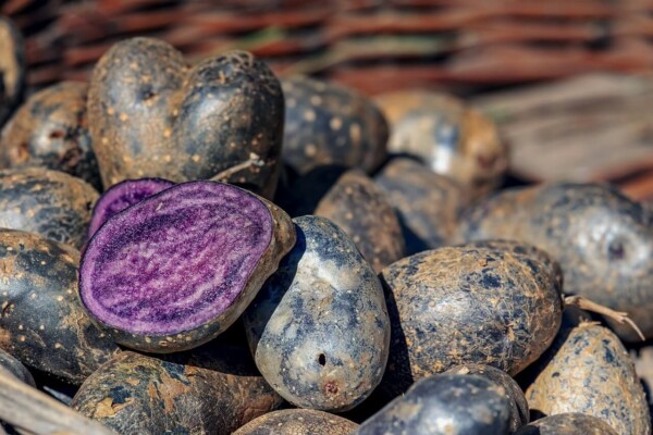 Pile of vitelotte, a purple potato