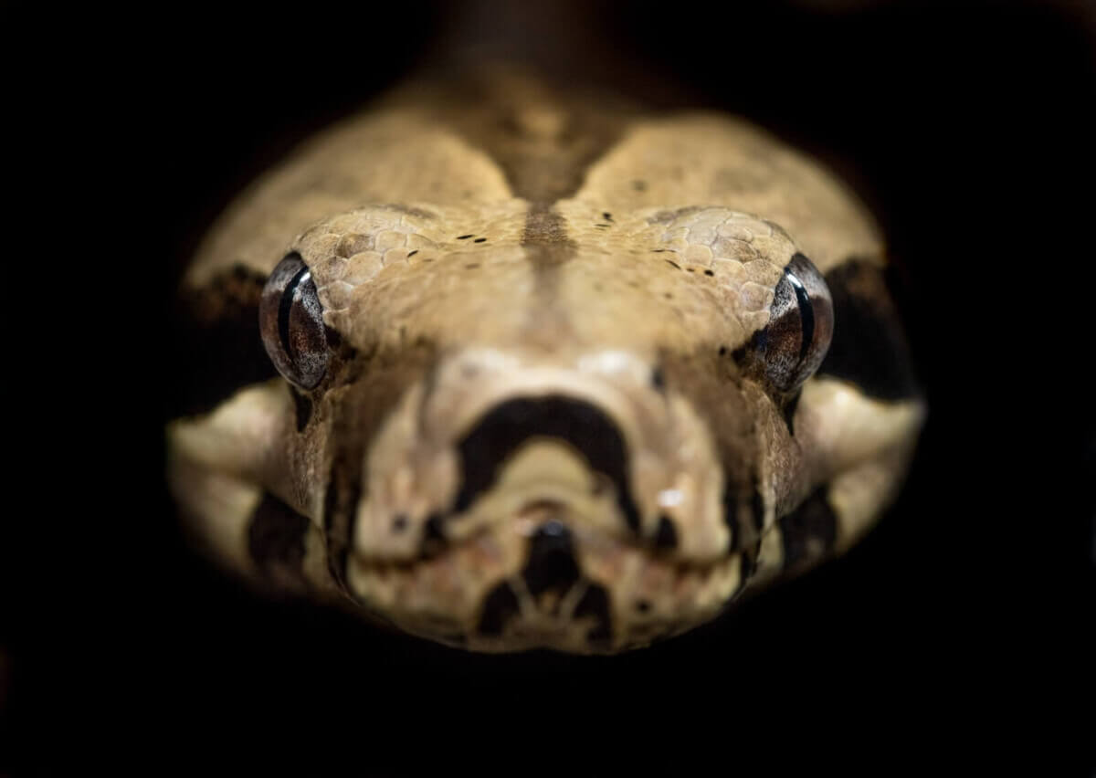 Brown and beige python head close up