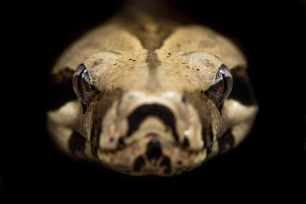 Brown and beige python head close up