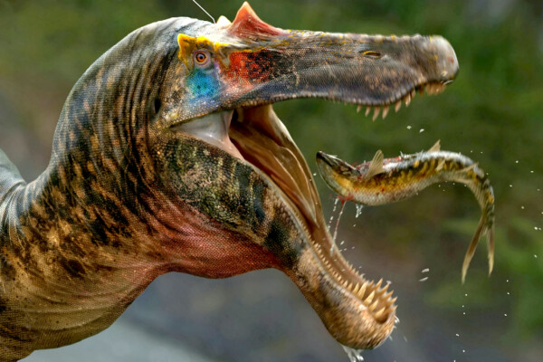 Artist's impression of Ceratosuchops