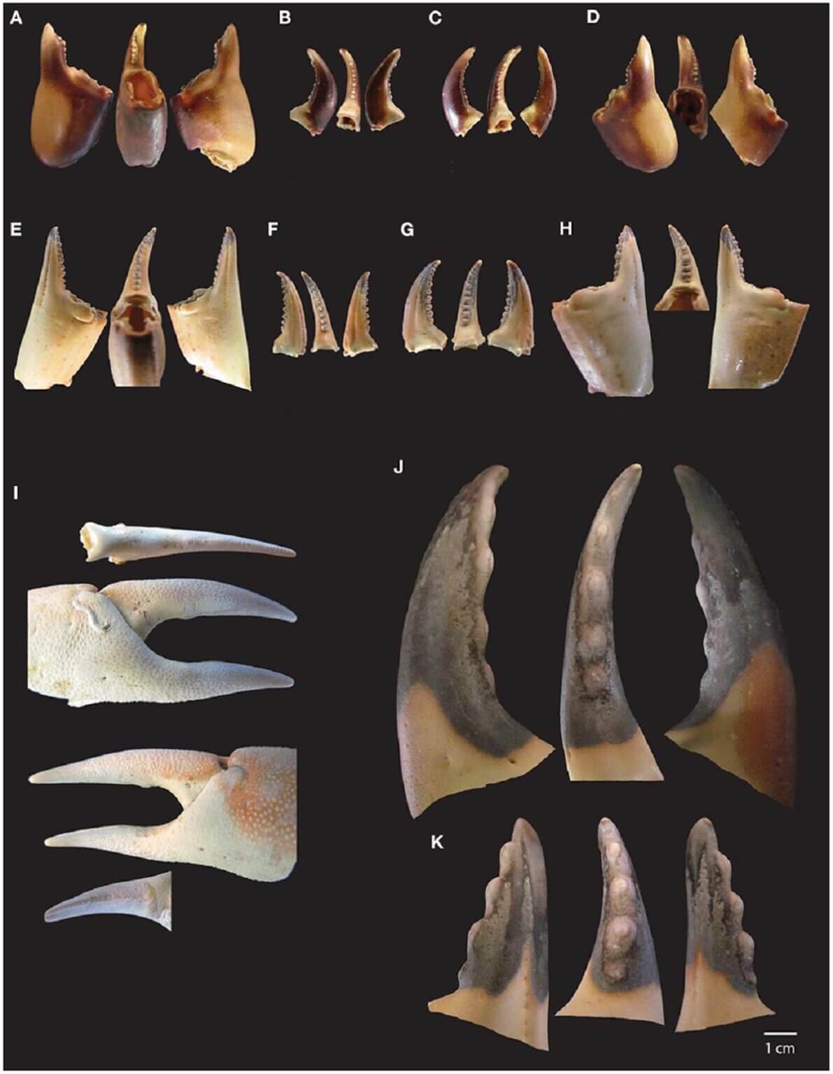 Claw Types Neanderthals were fine diners? Early humans harvested and roasted tasty ...