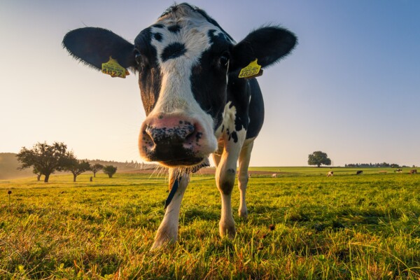 Dairy cow grazing in the field