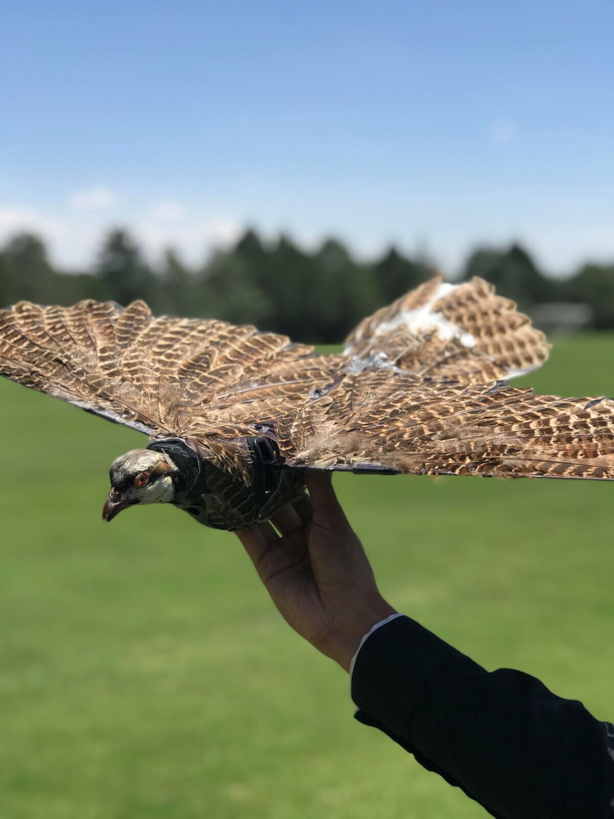 Dead birds used as drones