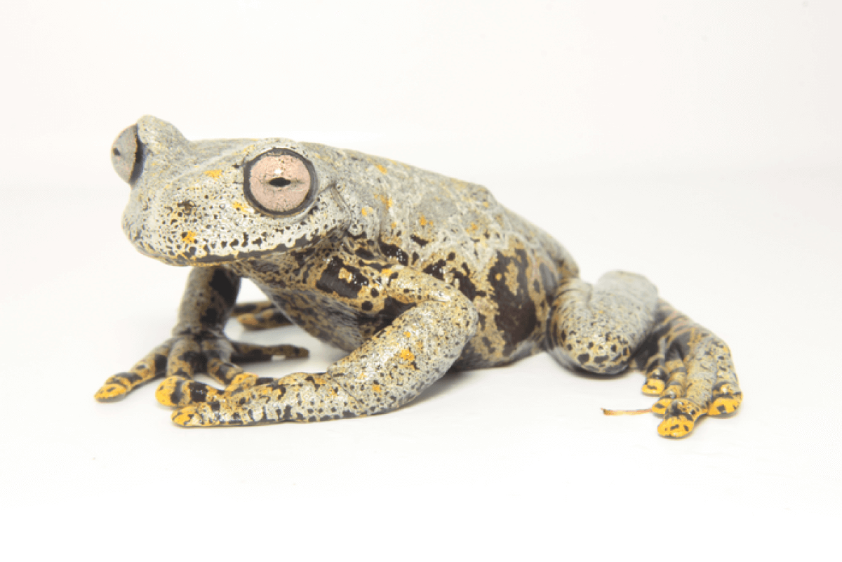 Image of new frog species Hyloscirtus tolkieni named for J.R.R. Tolkien