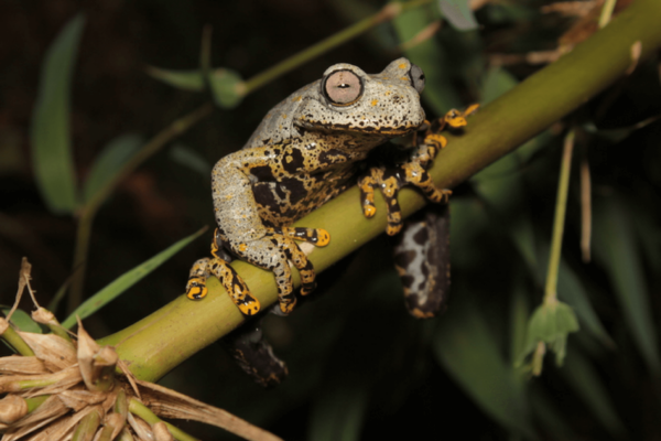 Image of new frog species Hyloscirtus tolkieni sitting on a tree branch