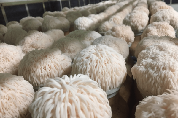 Lion's mane mushrooms