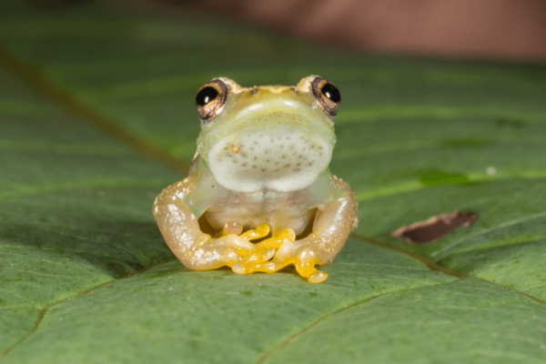 An international team of researchers discovered a new species of spiny-throated reed frog while conducting an amphibian survey in Tanzania's Ukaguru Mountains.