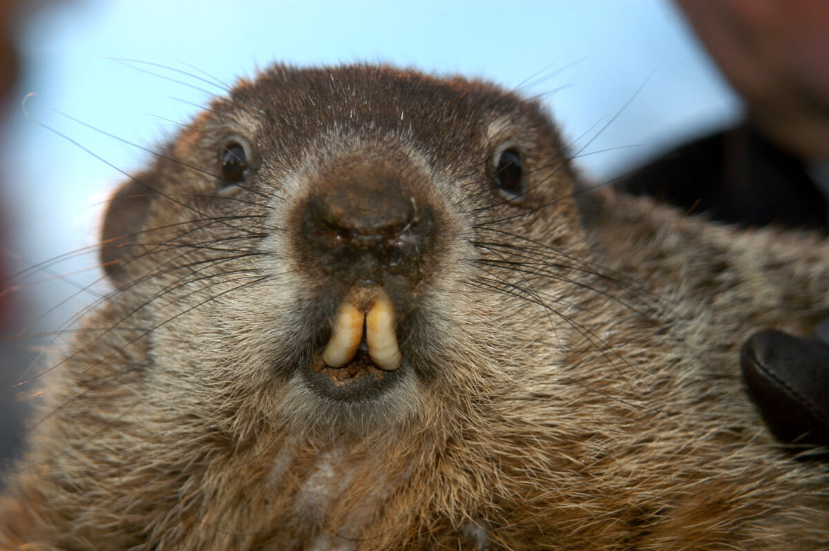 Punxsutawney,Phil