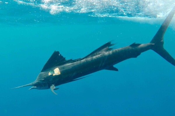 A sailfish swimming in the ocean