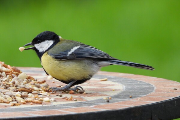 a bird eating bird food