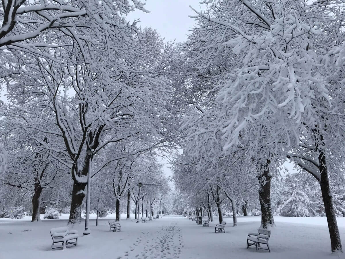 Albany winter