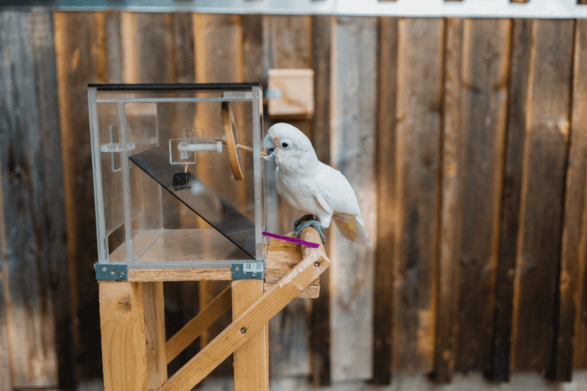 cockatoo