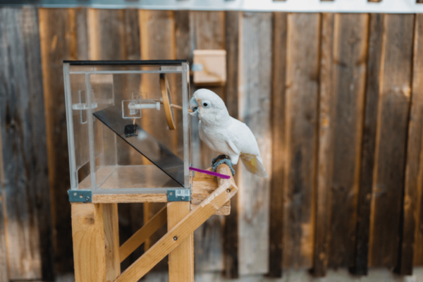 A cockatoo using a tool with its beak