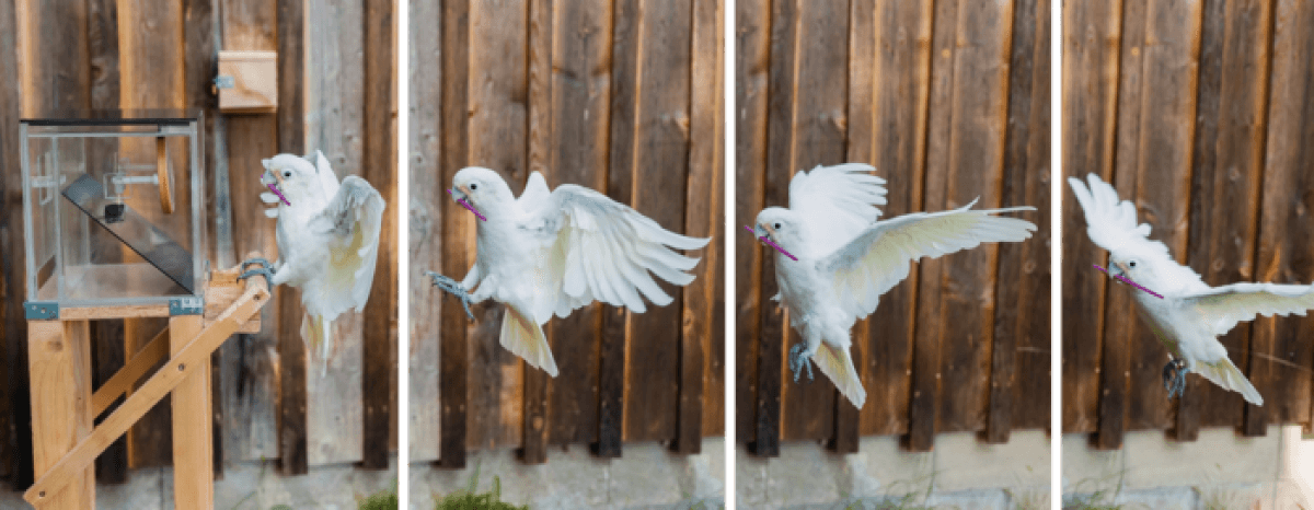 A cockatoo flying with tools to a perch