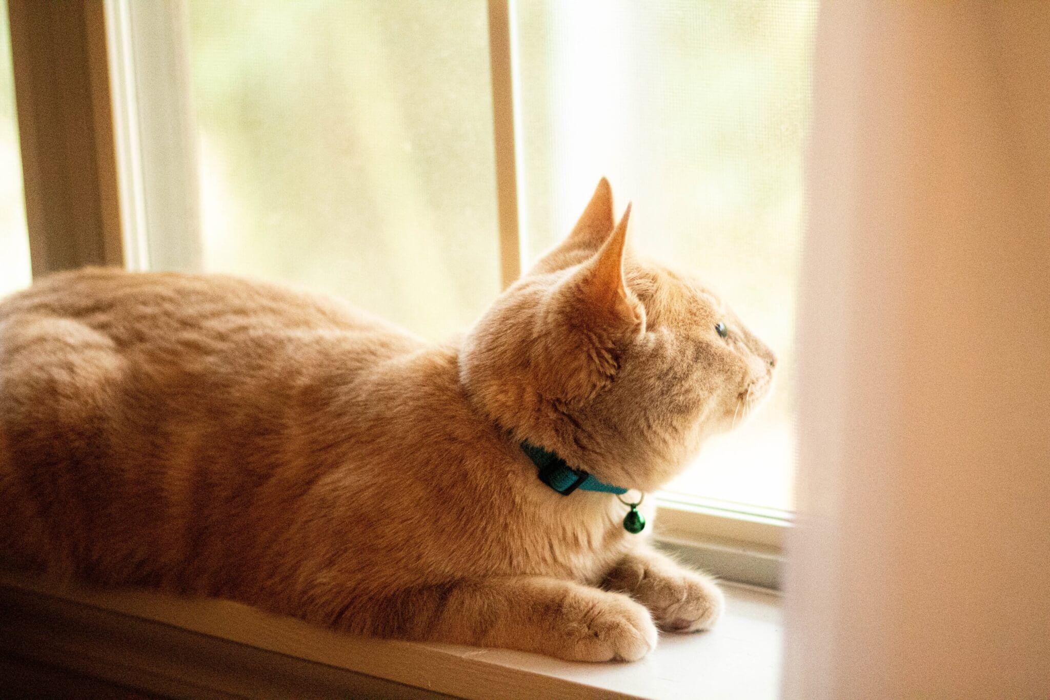 A cat wearing a collar