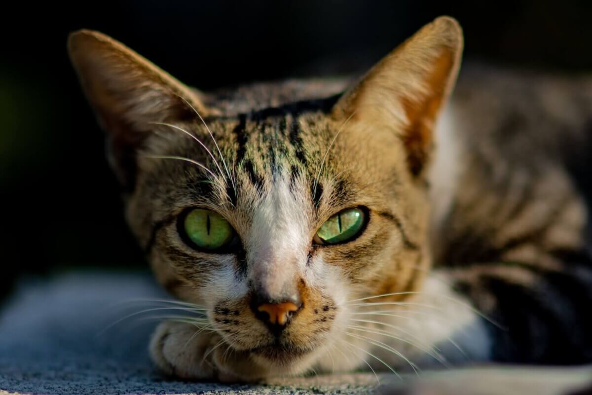 Un Abisinio (Foto de Roland Hechanova en Unsplash)