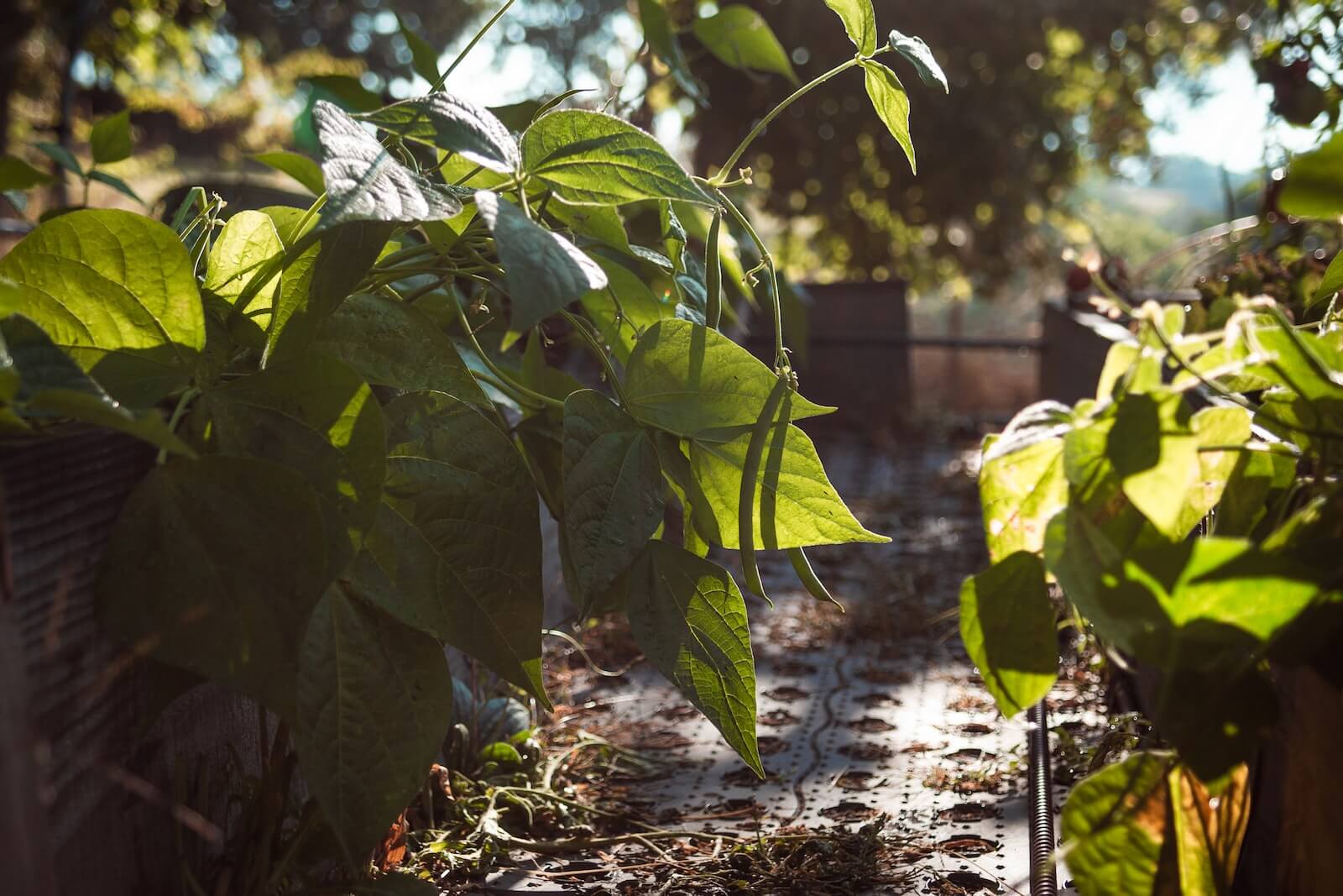 beans in a garden