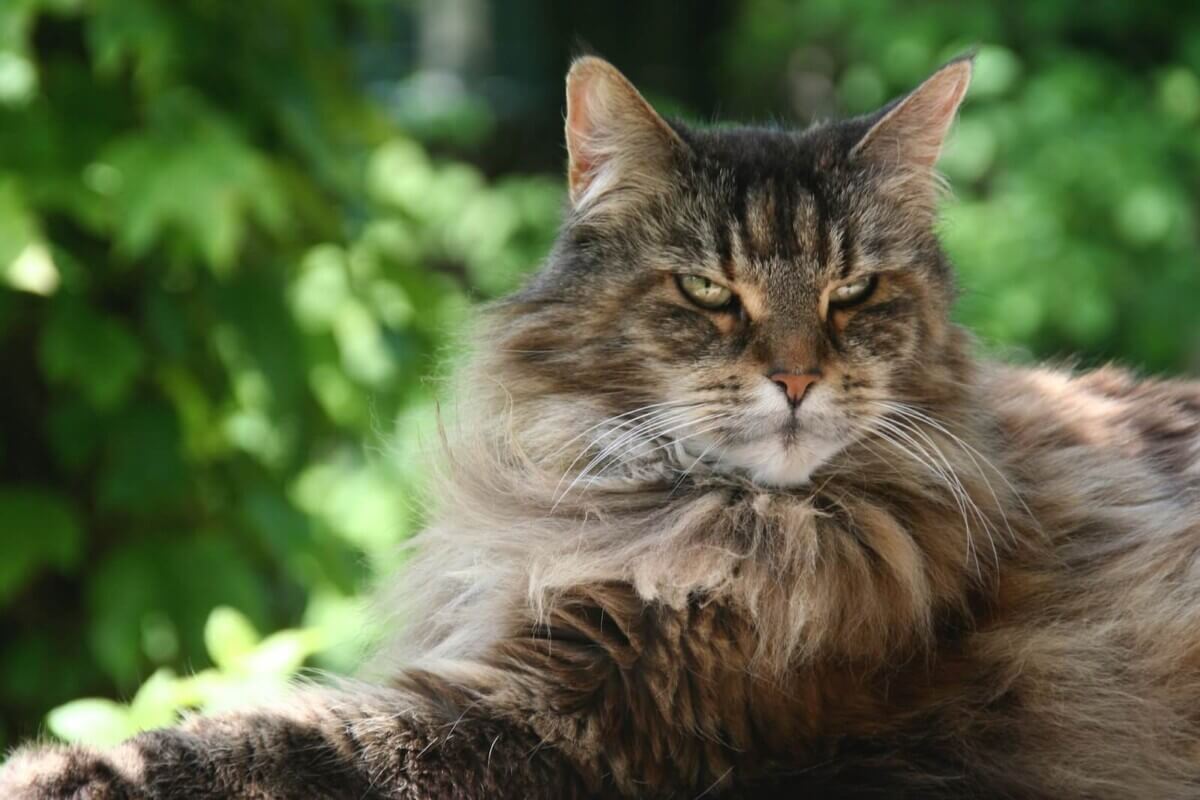  Un Maine Coon (Foto de Bee Felten-Leidel en Unsplash)