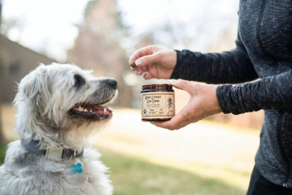 Person giving dog a pill or a treat