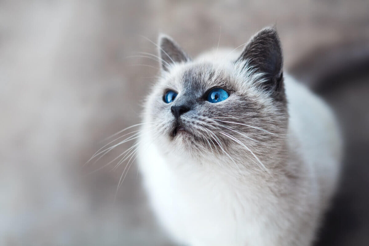  Un Ragdoll (Foto de Mikhail Vasilyev en Unsplash)