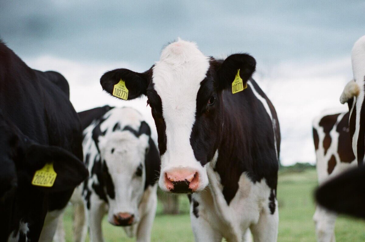 Cows in a herd standing outside