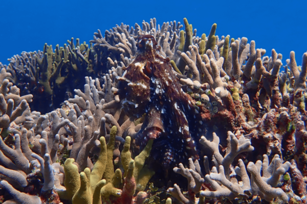 octopus on a coral reef