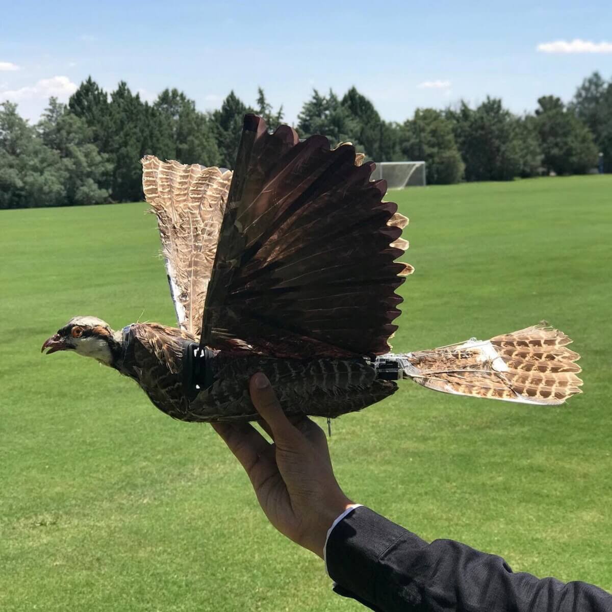 Dead birds used as drones