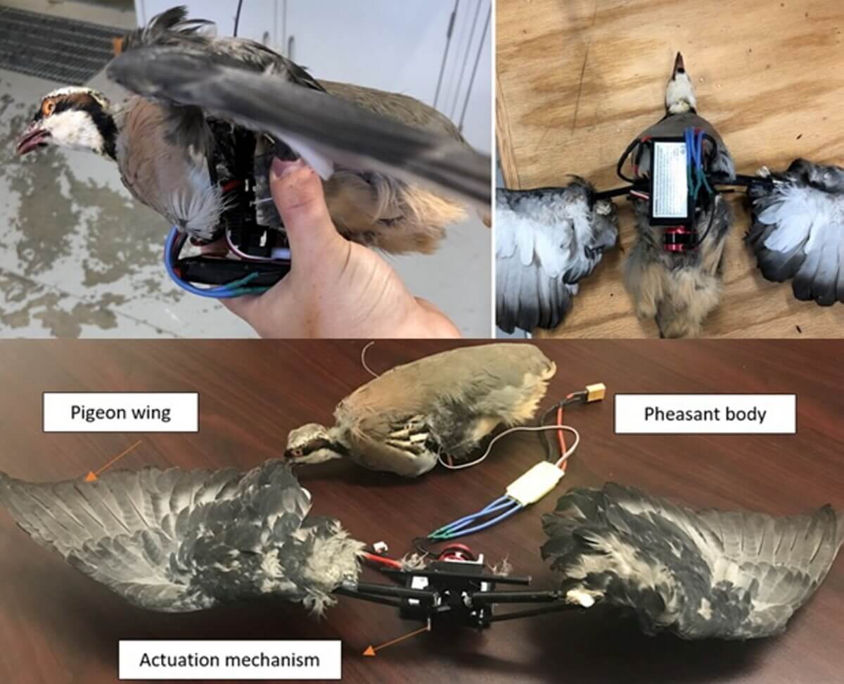 Dead birds used as drones