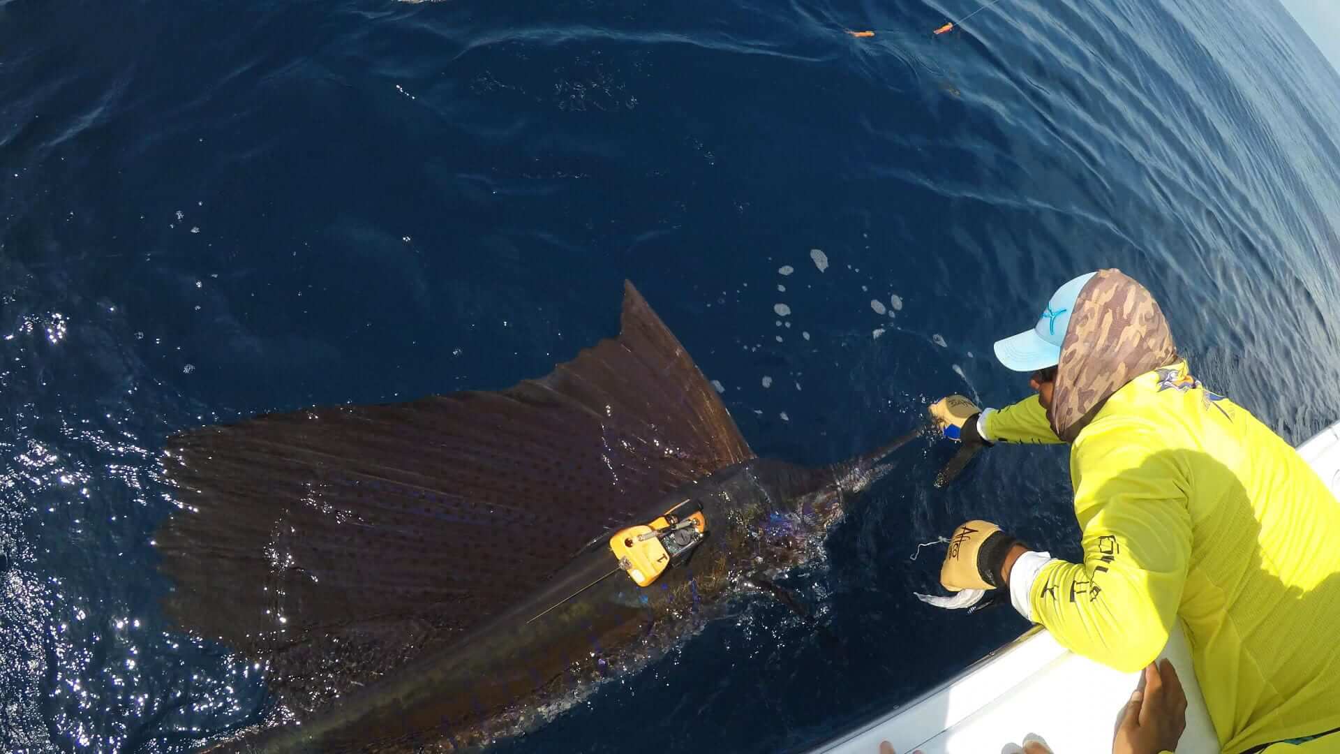 Researchers tag a sailfish in the ocean