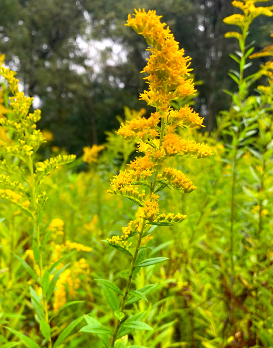 goldenrod