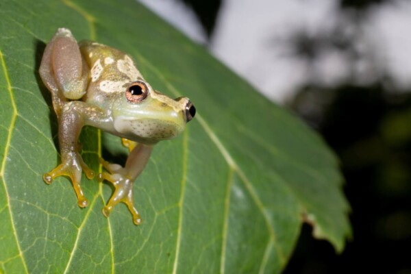 Spiny-throated reed frog sitting on a leaf