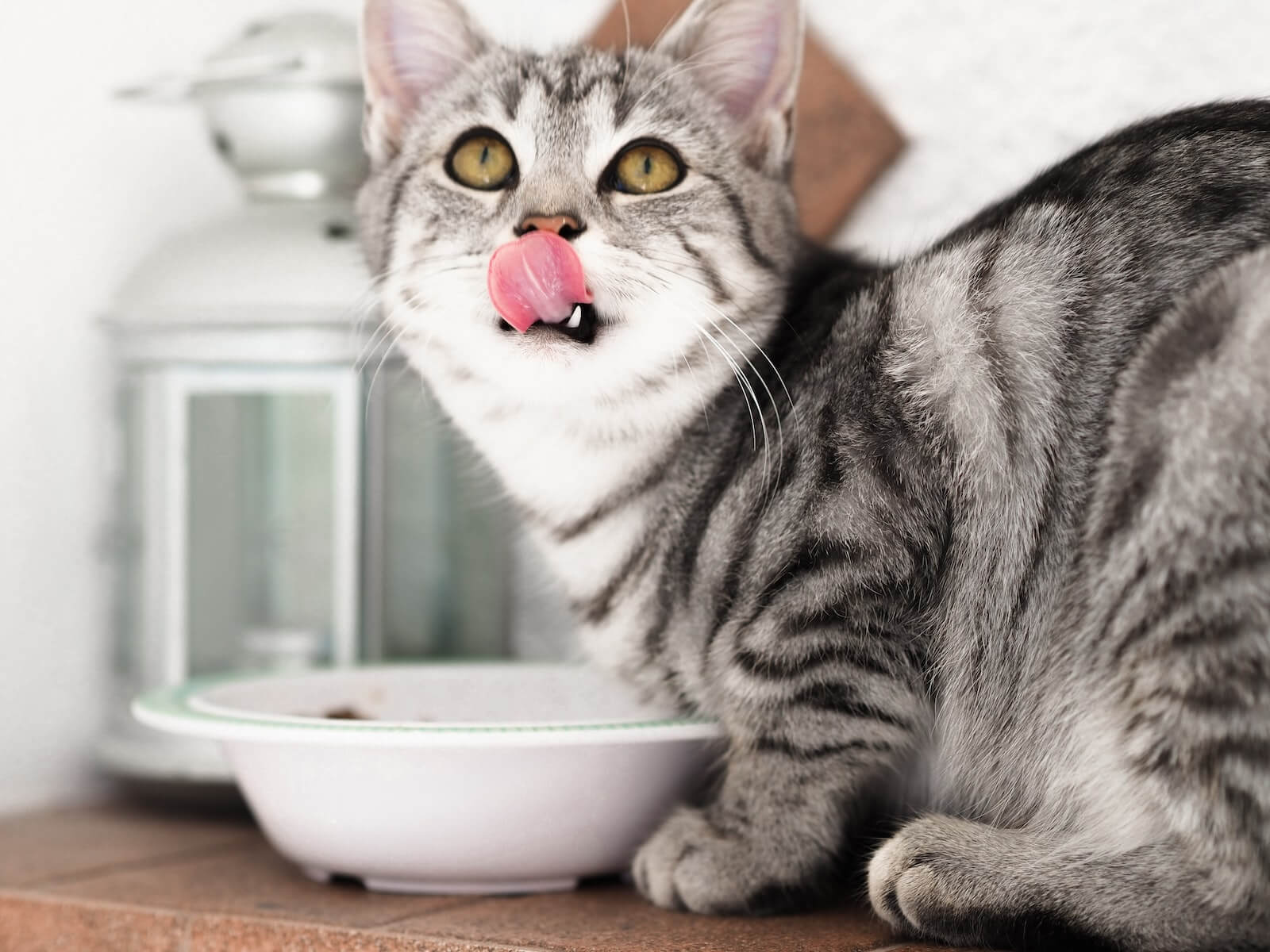 Cat eating food from a bowl