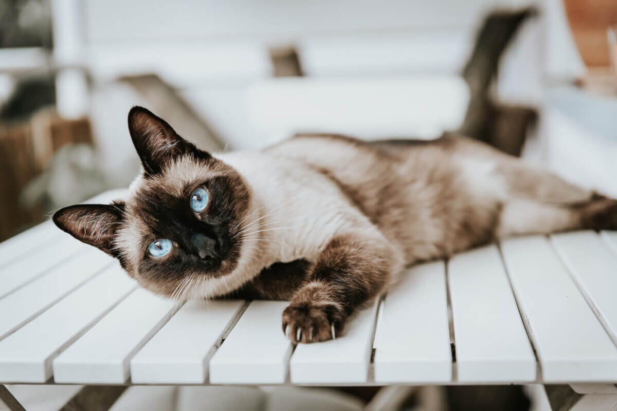  Un gato siamés (Foto de Alex Meier en Unsplash)
