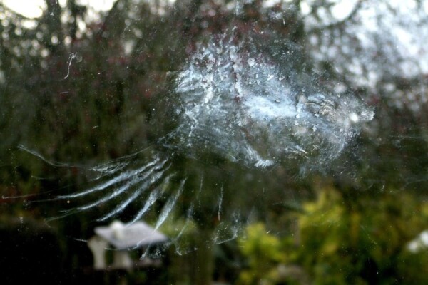 print after bird hits window