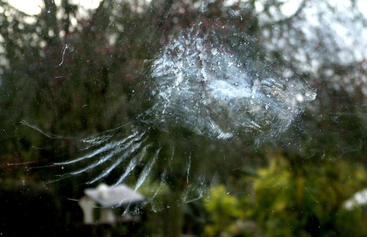 bird hits window