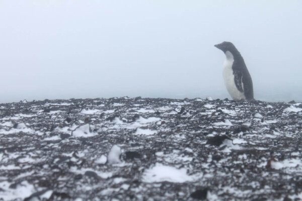 Storm in Antarctica