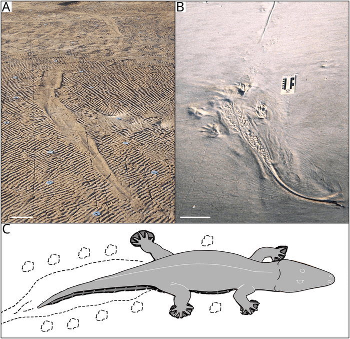 amphibian fossil impressions