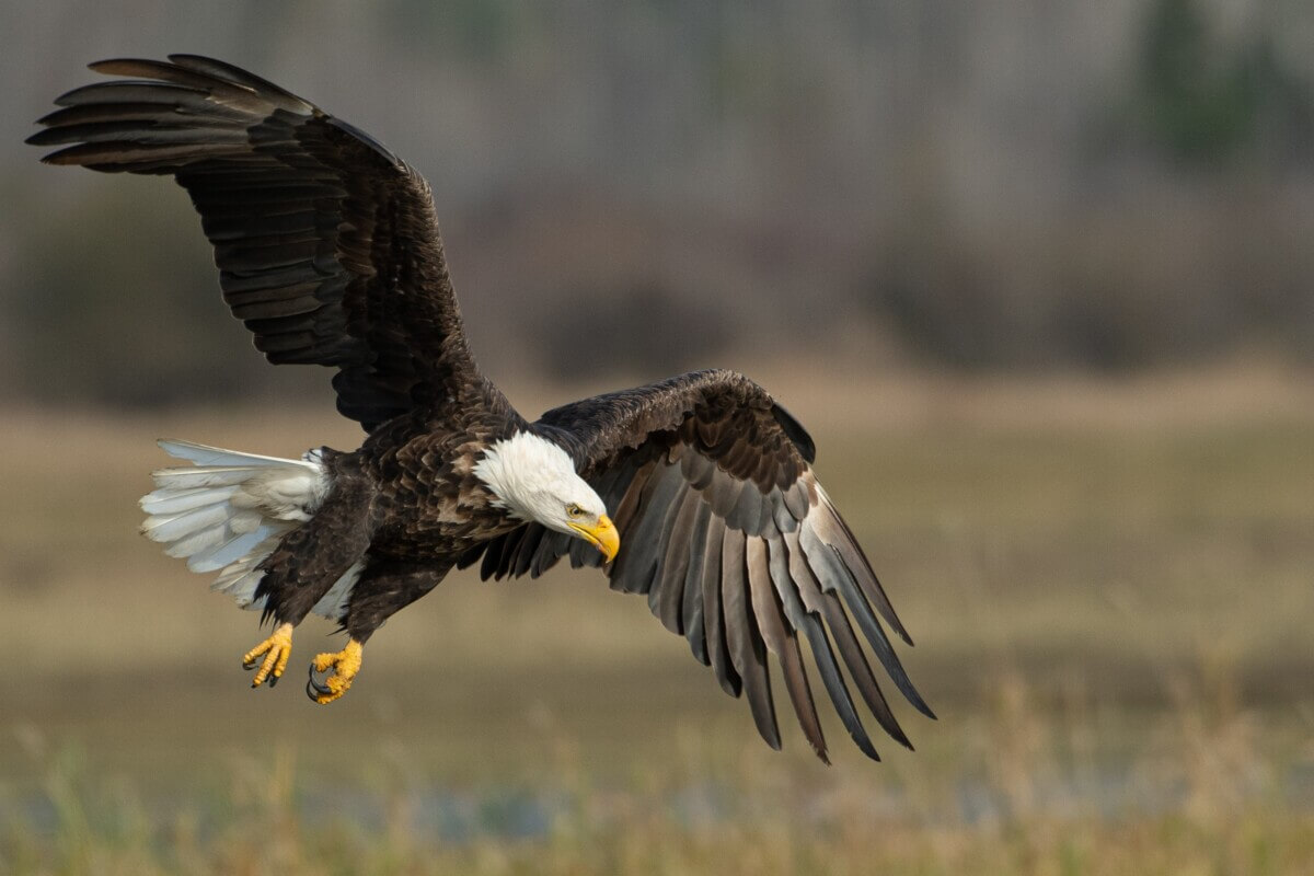 Bald eagle flying