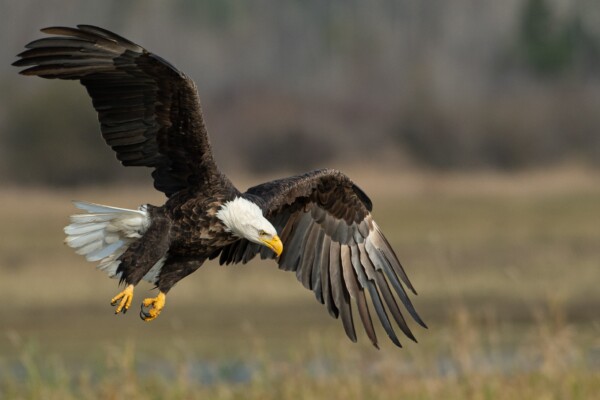 Bald eagle flying over a field