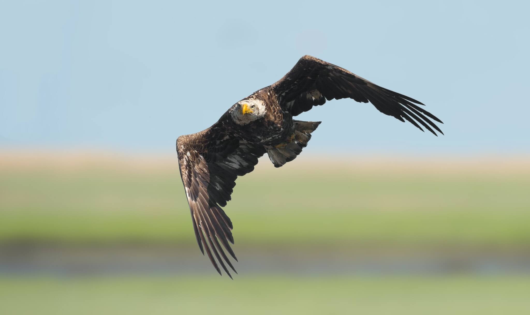 Bald eagle flying