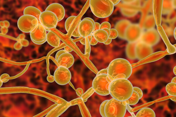 Candida auris fungi