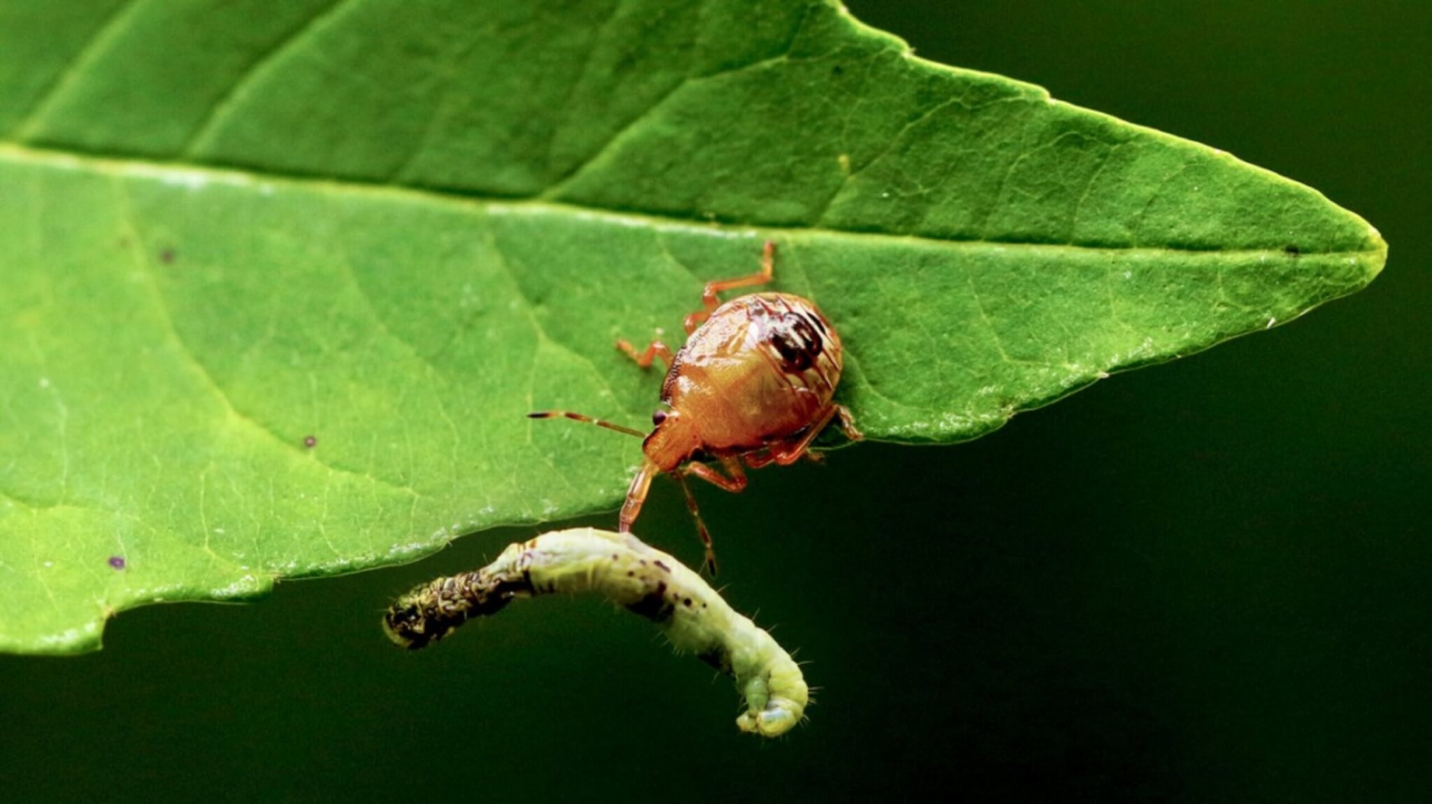 Caterpillar eaten by predator