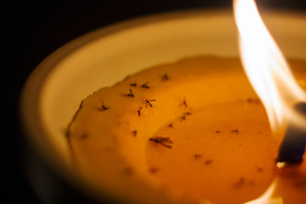Citronella candles with dead mosquitoes in it